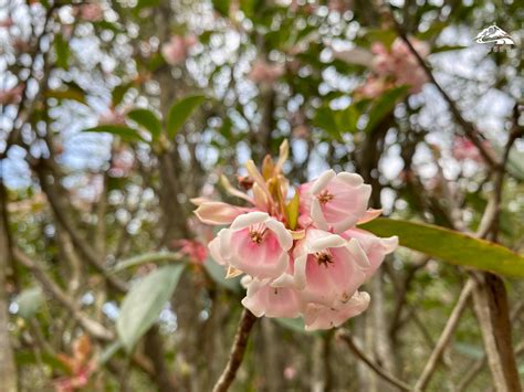 吊鐘花|吊鐘花2025︱港島徑1段到金馬倫山 7條行山路線合集